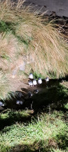 Taiaroa Albatross Colony